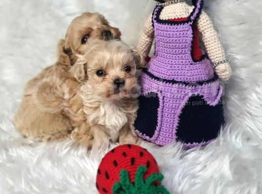 Aşılı Veteriner Kontrollü Kore Maltipoo görsel