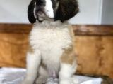 Saint Bernard Yavrular