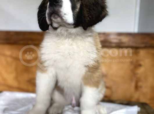 Saint Bernard Yavrular görsel
