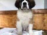 Saint Bernard Yavrular