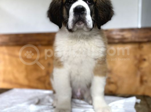 Saint Bernard Yavrular görsel