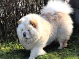 ÇİN ASLANI YAVRULARIMIZ CHOW CHOW