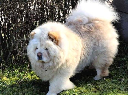 Çi̇n Aslani Yavrularimiz Chow Chow