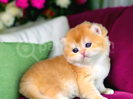 Show Kalite British Shorthair Golden Bebekler görsel