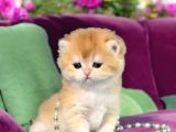 Show Kalite British Shorthair Golden Bebekler