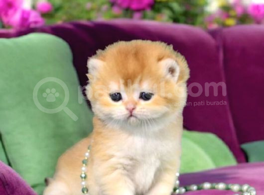 Show Kalite British Shorthair Golden Bebekler