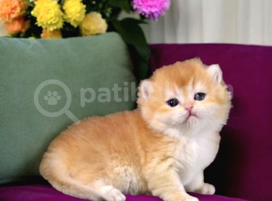 Show Kalite British Shorthair Golden Bebekler görsel