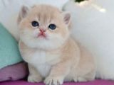 Show Kalite British Shorthair Golden Bebekler