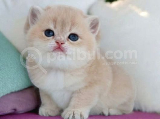 Show Kalite British Shorthair Golden Bebekler görsel