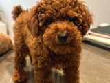 Toy poodle 3 aylık red brown