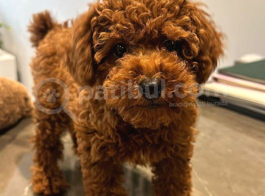 Toy Poodle 3 Aylık Red Brown