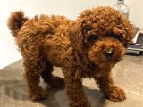 Toy Poodle 3 Aylık Red Brown
