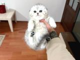 Sevi̇mli̇ Scoti̇sh Fold Yavrularimiz Vonalp Pet Güvencesi̇yle