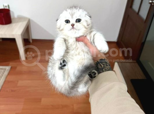 Sevi̇mli̇ Scoti̇sh Fold Yavrularimiz Vonalp Pet Güvencesi̇yle görsel
