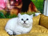 EFSANE GÜZELLIKTE BRİTİSH SHORTHAİR YAVRULARIMIZ