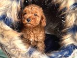 EN MİNİK BOY - TOY POODLE BEBEKLER - SAFKAN IRK GARANTİLİ