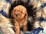 En Mi̇ni̇k Boy - Toy Poodle Bebekler - Safkan Irk Garanti̇li̇