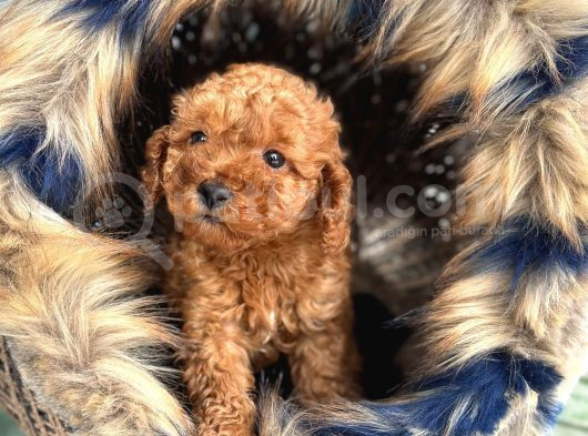 En Mi̇ni̇k Boy - Toy Poodle Bebekler - Safkan Irk Garanti̇li̇ görsel