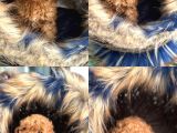En Mi̇ni̇k Boy - Toy Poodle Bebekler - Safkan Irk Garanti̇li̇