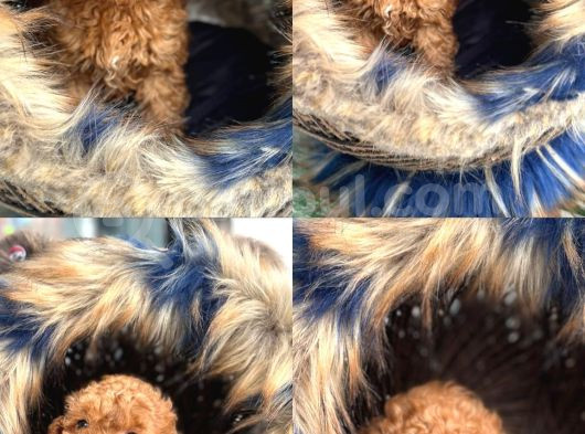 En Mi̇ni̇k Boy - Toy Poodle Bebekler - Safkan Irk Garanti̇li̇ görsel