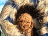 En Mi̇ni̇k Boy - Toy Poodle Bebekler - Safkan Irk Garanti̇li̇