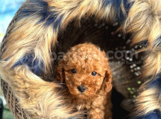 En Mi̇ni̇k Boy - Toy Poodle Bebekler - Safkan Irk Garanti̇li̇ görsel