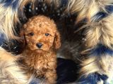 En Mi̇ni̇k Boy - Toy Poodle Bebekler - Safkan Irk Garanti̇li̇