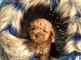 En Mi̇ni̇k Boy - Toy Poodle Bebekler - Safkan Irk Garanti̇li̇