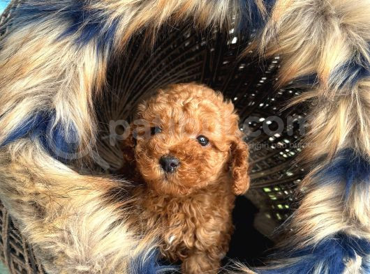 En Mi̇ni̇k Boy - Toy Poodle Bebekler - Safkan Irk Garanti̇li̇ görsel