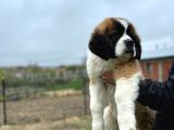 saint bernard yavrular