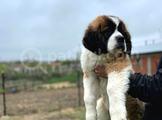 Saint Bernard Yavrular