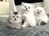 A kalite orjinal ırk yavrular