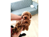 Toy Poodle