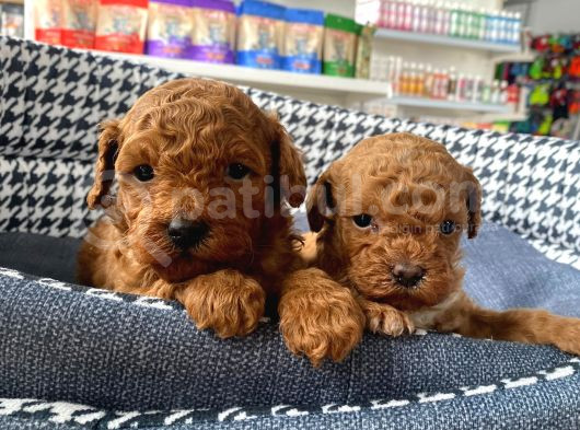 Irk Ve Sağlık Garantili Şeker Tadında Toy Poodle Yavrularım görsel