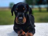 Anne Baba Yanından Show Kalite Doberman