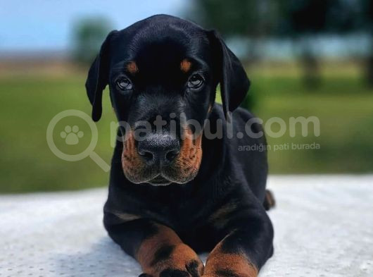 Anne Baba Yanından Show Kalite Doberman görsel
