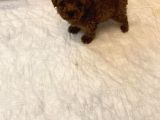 2 Aylık Yavru Poodle