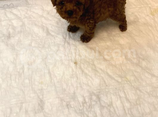 2 Aylık Yavru Poodle görsel