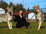 Fci Uluslararası Şecereli Wolf Dog  Yavruları