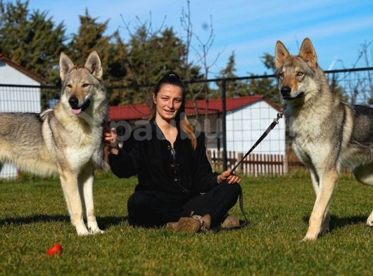 Fci Uluslararası Şecereli Wolf Dog  Yavruları görsel