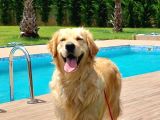 EFSANE GOLDEN RETRİEVER YAVRULARI ISTANBUL