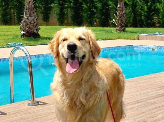 Efsane Golden Retri̇ever Yavrulari Istanbul