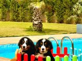 Bernese Mountain Dog Yavruları Istanbul