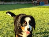 Bernese Mountain Dog Yavruları Istanbul