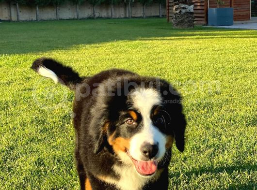Bernese Mountain Dog Yavruları Istanbul görsel