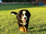 Bernese Mountain Dog Yavruları Istanbul