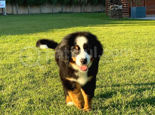 Bernese Mountain Dog Yavruları Istanbul görsel