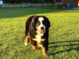 Bernese Mountain Dog Yavruları Istanbul