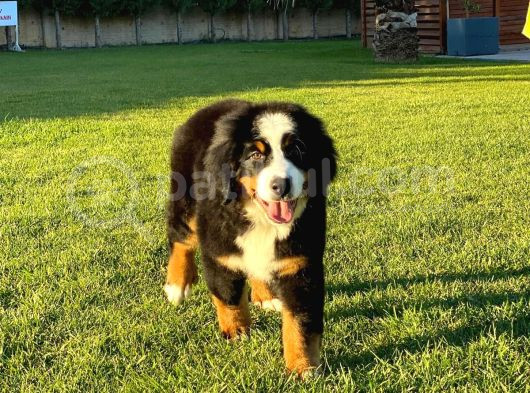 Bernese Mountain Dog Yavruları Istanbul görsel