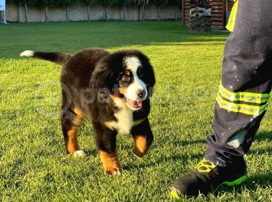 Bernese Mountain Dog Yavruları Istanbul
